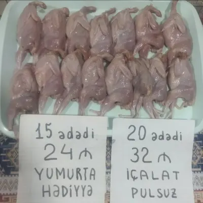 Bildirçin — Heyvanlar, Quşlar, Balıqlar, Bakı