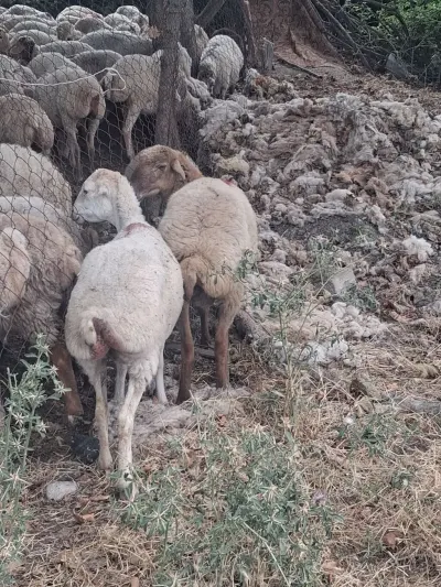 Qoyunlar — Heyvanlar, Quşlar, Balıqlar, Göyçay