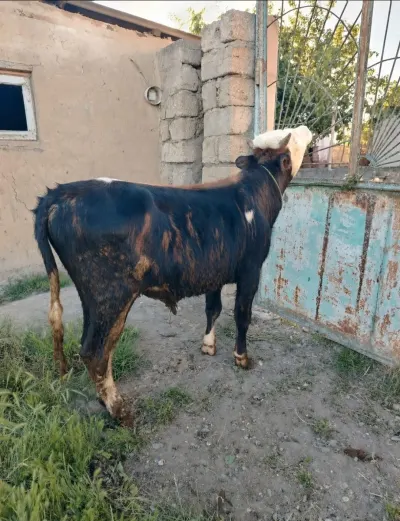 Dana — Heyvanlar, Quşlar, Balıqlar, Xaçmaz