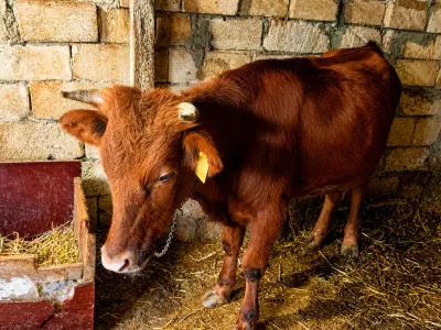 Dana — Heyvanlar, Quşlar, Balıqlar, Bakı