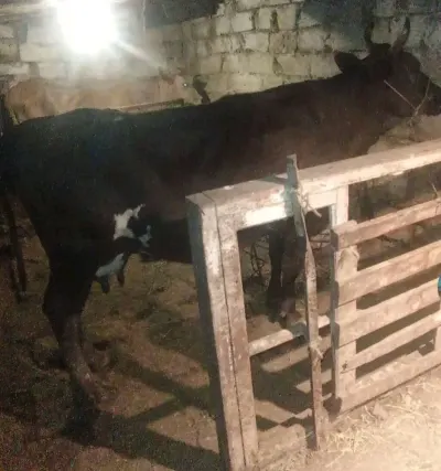 İNƏK — Heyvanlar, Quşlar, Balıqlar, Xırdalan