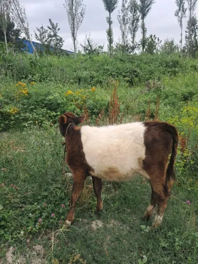BUZOV — Heyvanlar, Quşlar, Balıqlar, Quba