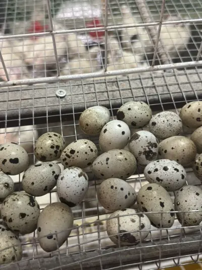 BiLDİRÇİN YUMURTASI — Heyvanlar, Quşlar, Balıqlar, Xırdalan