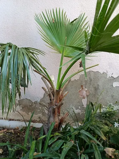 Palma tingi — Dənlilər, Otlar Yemlər,  Bitkilər, Bakı