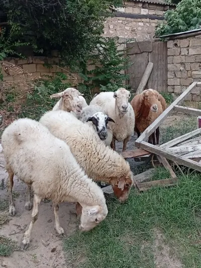 Qoyunlar — Heyvanlar, Quşlar, Balıqlar, Xırdalan