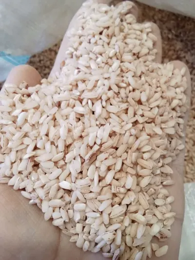 DÜYÜ — Dənlilər, Otlar Yemlər,  Bitkilər, Bakı