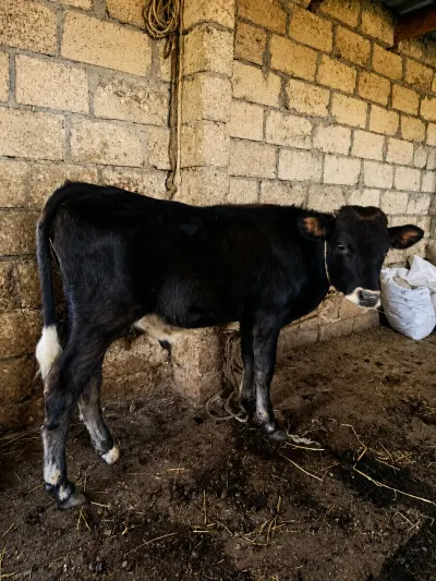 Dana — Heyvanlar, Quşlar, Balıqlar, Xaçmaz