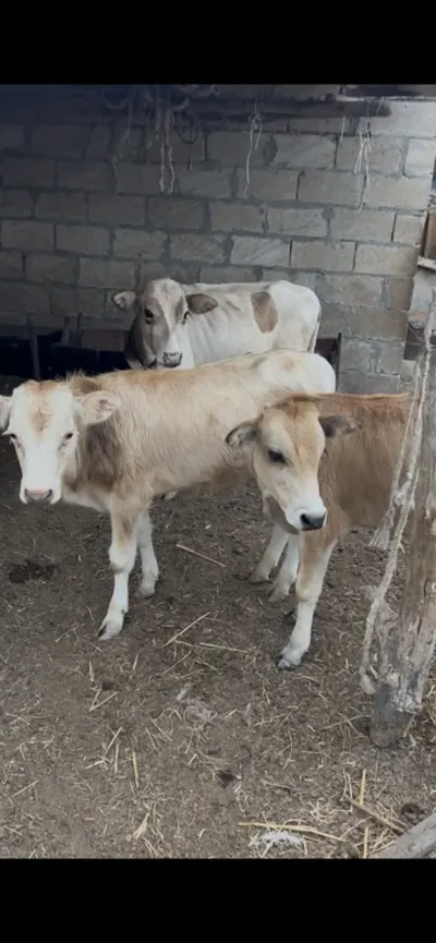 Danalar — Heyvanlar, Quşlar, Balıqlar, İmişli