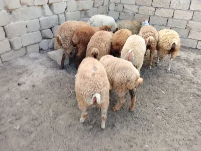 Qoyunlar — Heyvanlar, Quşlar, Balıqlar, Bakı — şəkil 3