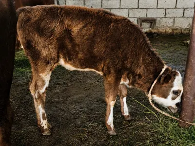 Cöngələr — Heyvanlar, Quşlar, Balıqlar, Quba — şəkil 2