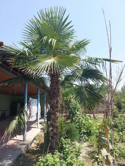 Palma ağacı — Dənlilər, Otlar Yemlər,  Bitkilər, Ucar