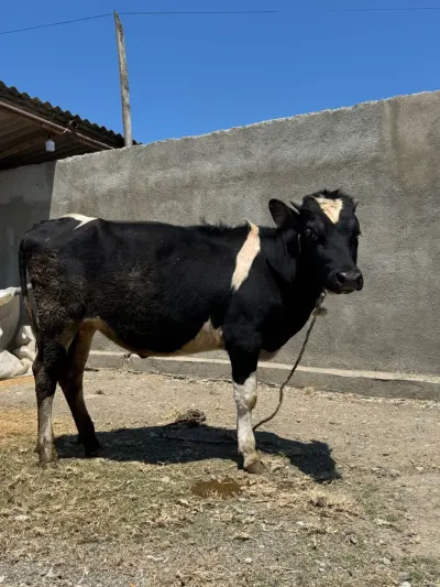 Danalar — Heyvanlar, Quşlar, Balıqlar, Şabran — şəkil 2