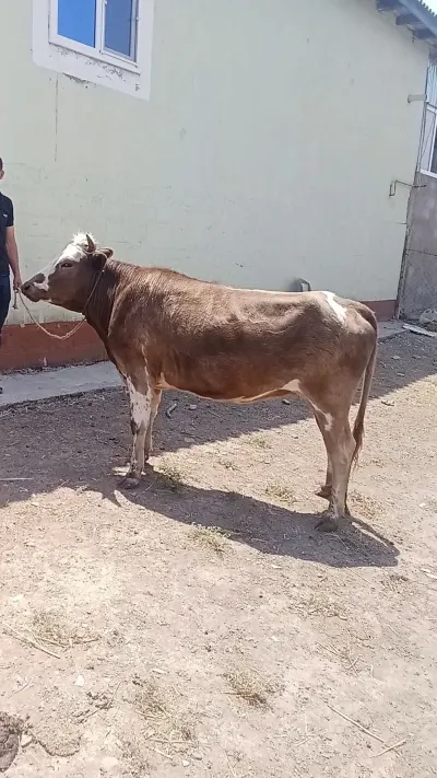 Düyə — Heyvanlar, Quşlar, Balıqlar, Cəlilabad — şəkil 2