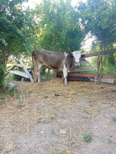 Düyə — Heyvanlar, Quşlar, Balıqlar, Cəlilabad