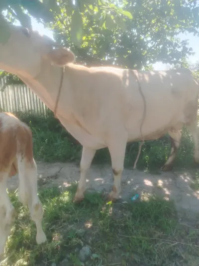 Quba Heyvan Satışı elanı