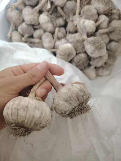 Garlic — Vegetables and Greens, Aghdash — şəkil 2