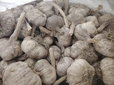 SARIMSAQ — Tərəvəzlər və Göyərtilər, Ağdaş