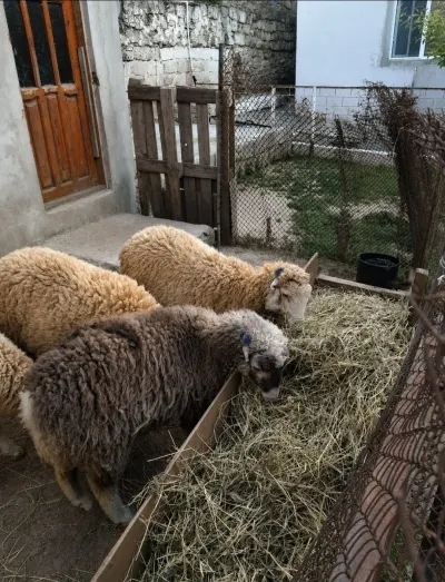 Quzu — Heyvanlar, Quşlar, Balıqlar, Bakı