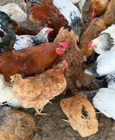 Toyuqlar — Heyvanlar, Quşlar, Balıqlar, Lənkəran