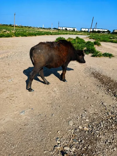 Kəlçə — Heyvanlar, Quşlar, Balıqlar, Bakı