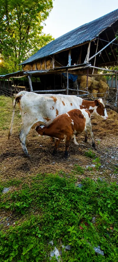 BALALI İNƏK — Heyvanlar, Quşlar, Balıqlar, Zaqatala