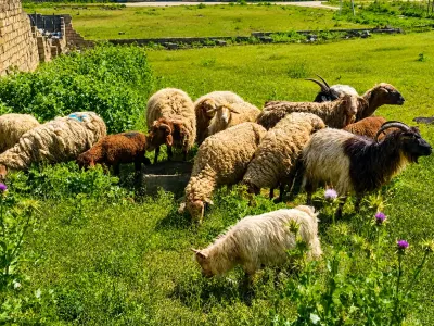 Qoyunlar — Heyvanlar, Quşlar, Balıqlar, Bakı
