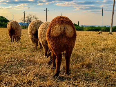Qoyunlar — Heyvanlar, Quşlar, Balıqlar, Ağsu — şəkil 2