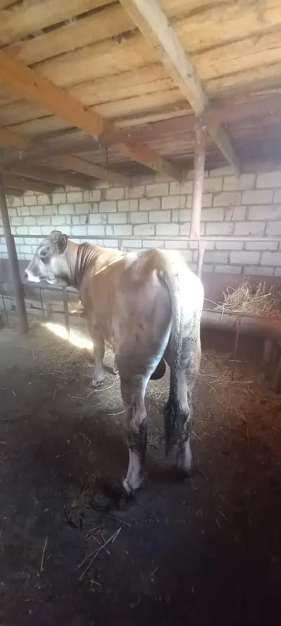 Dana — Heyvanlar, Quşlar, Balıqlar, Ağdam — şəkil 4