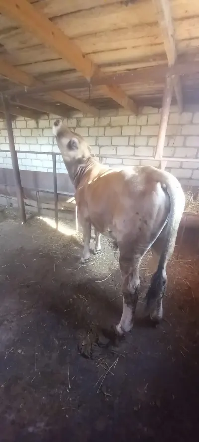 Dana — Heyvanlar, Quşlar, Balıqlar, Ağdam — şəkil 2