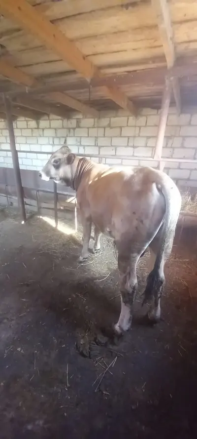 Dana — Heyvanlar, Quşlar, Balıqlar, Ağdam — şəkil 6