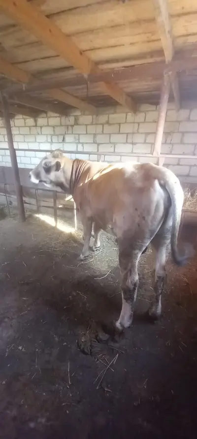 Dana — Heyvanlar, Quşlar, Balıqlar, Ağdam