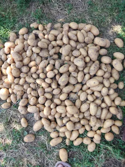Potato — Vegetables and Greens, Shamakhi