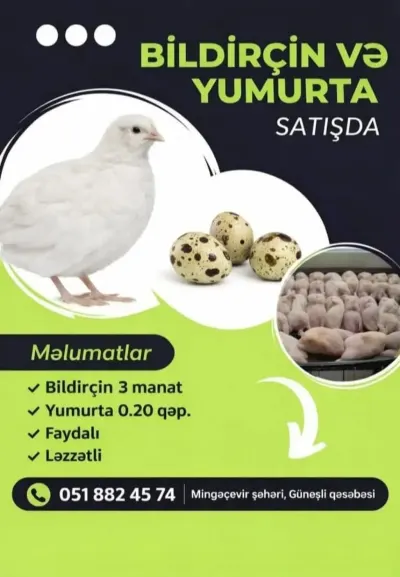 BiLDİRÇİN YUMURTASI — Heyvanlar, Quşlar, Balıqlar, Mingəçevir