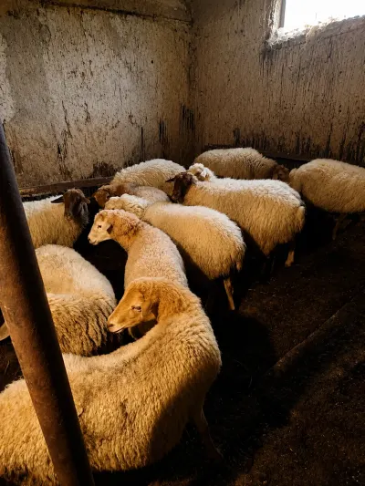 Qoyunlar — Heyvanlar, Quşlar, Balıqlar, Quba — şəkil 2