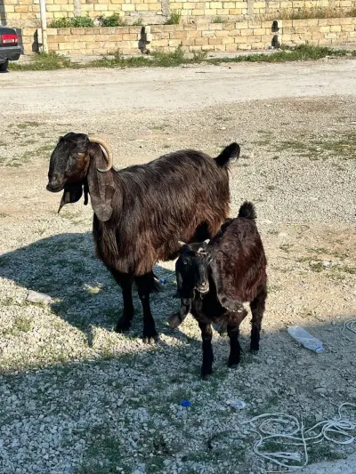 Keçilər — Heyvanlar, Quşlar, Balıqlar, Bakı