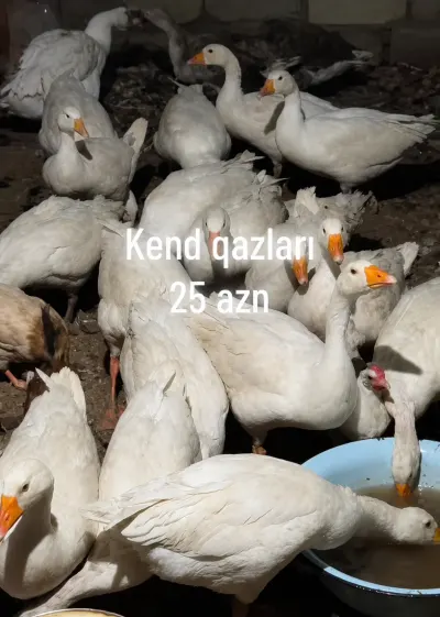 Qazlar — Heyvanlar, Quşlar, Balıqlar, Bakı