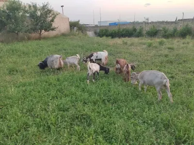 Keçilər — Heyvanlar, Quşlar, Balıqlar, Şirvan