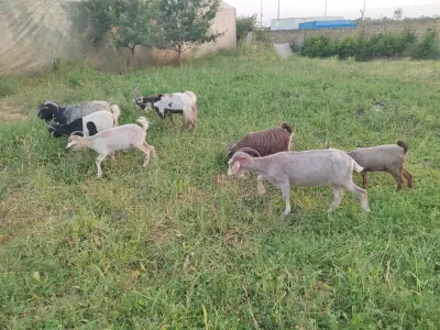 Keçilər — Heyvanlar, Quşlar, Balıqlar, Şirvan — şəkil 2