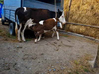 Balalı inək — Heyvanlar, Quşlar, Balıqlar, Xaçmaz