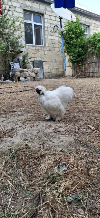 XORUZ — Heyvanlar, Quşlar, Balıqlar, Mingəçevir