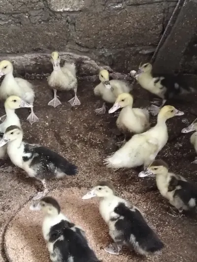 Ördək balası — Heyvanlar, Quşlar, Balıqlar, Bakı
