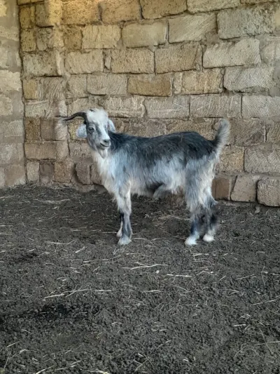 Keçilər — Heyvanlar, Quşlar, Balıqlar, Sabirabad — şəkil 3