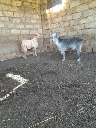 Keçilər — Heyvanlar, Quşlar, Balıqlar, Sabirabad — şəkil 4