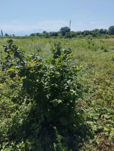 Bağ satılır — Kənd Təsərrüfatı Əmlakı, Xaçmaz — şəkil 6