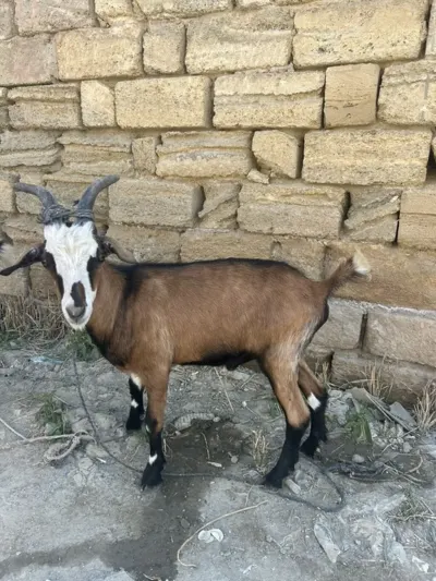 KEÇİ — Heyvanlar, Quşlar, Balıqlar, Xırdalan