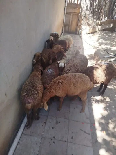 Qoyunlar — Heyvanlar, Quşlar, Balıqlar, Bakı