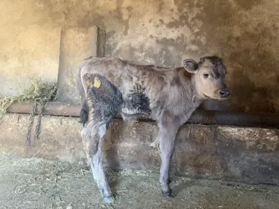 Buzov — Heyvanlar, Quşlar, Balıqlar, Bakı — şəkil 2