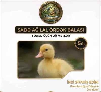 Ördək balası — Heyvanlar, Quşlar, Balıqlar, Lənkəran