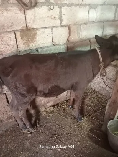 Dana — Heyvanlar, Quşlar, Balıqlar, Xırdalan — şəkil 3