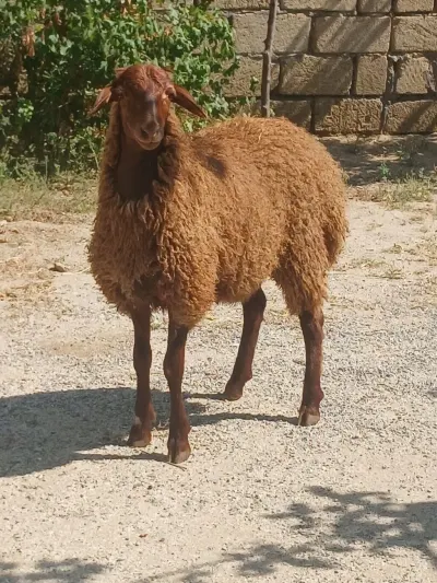 Qoyun — Heyvanlar, Quşlar, Balıqlar, Xırdalan